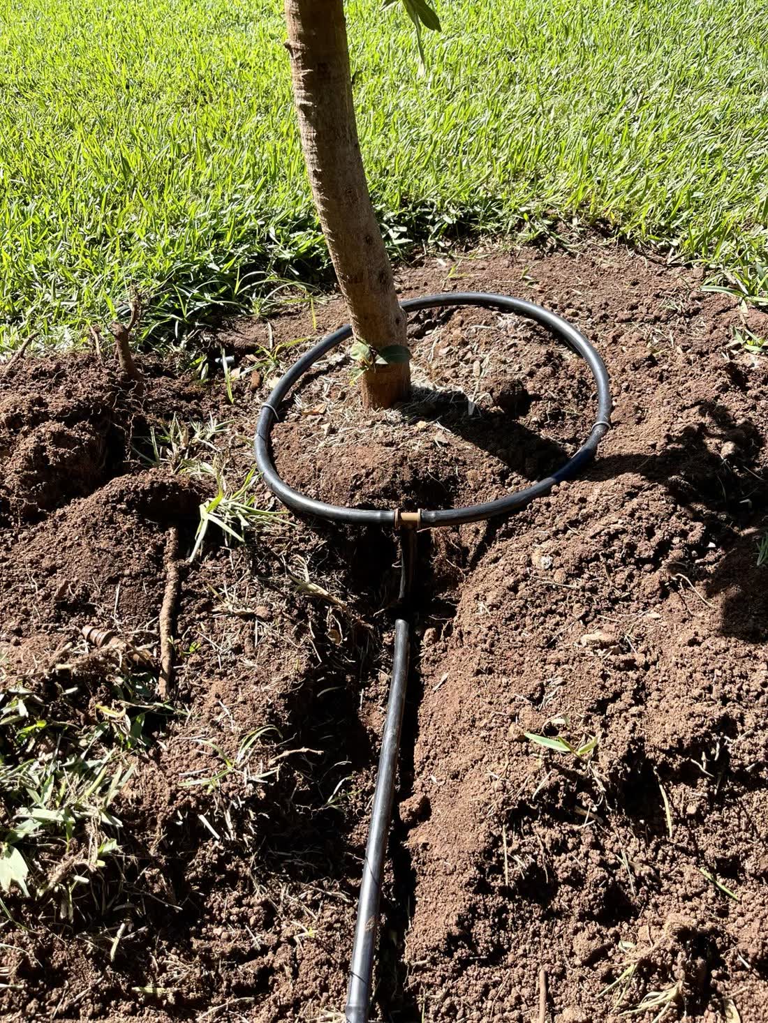 Tree Trimming Estimate